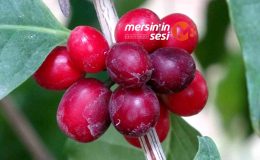 Mersin’de Kahve Ağaçları ilk meyvelerini verdi.
